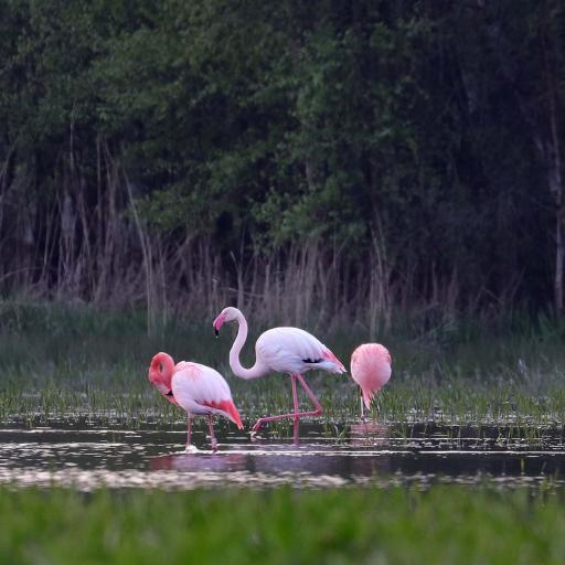 Flamingos April 2019