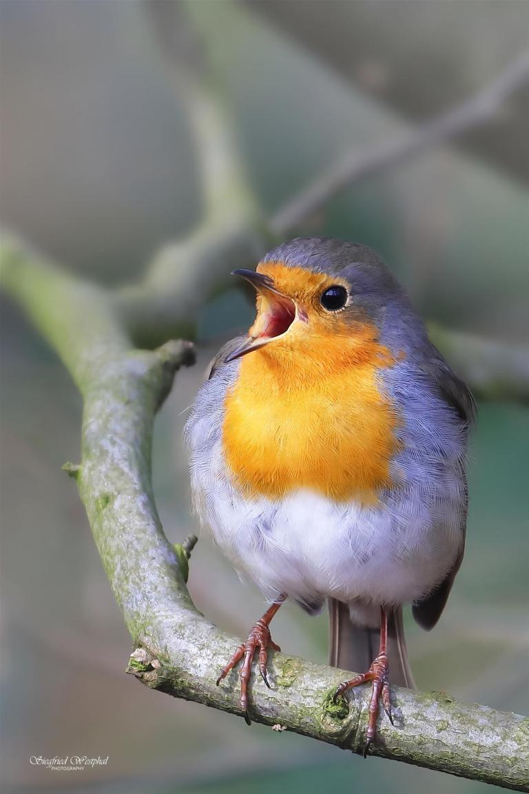 1. Rotkehlchen 2, 3mm Acrylglas vor Alu-Dibond, 60 x 40 cm | 145,- €