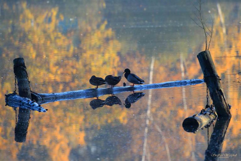 10. Enten Wasserspiegelung, 6 mm Acrylglas | 90 x 60 cm | 235,- €