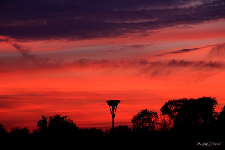 12. Storchennest am Abend, 6 mm Acrylglas | 90 x 60 cm | 235,- €