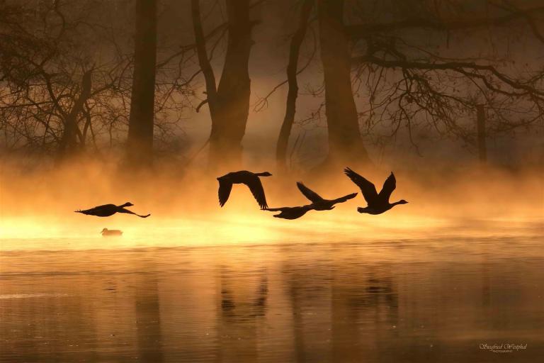 14. Wildgänse im Morgennebel | 3mm Acrylglas vor Alu-Dibond | 60X90 cm | 235,- € | 5. Preis beim Wettbewerb von "Natur erleben"