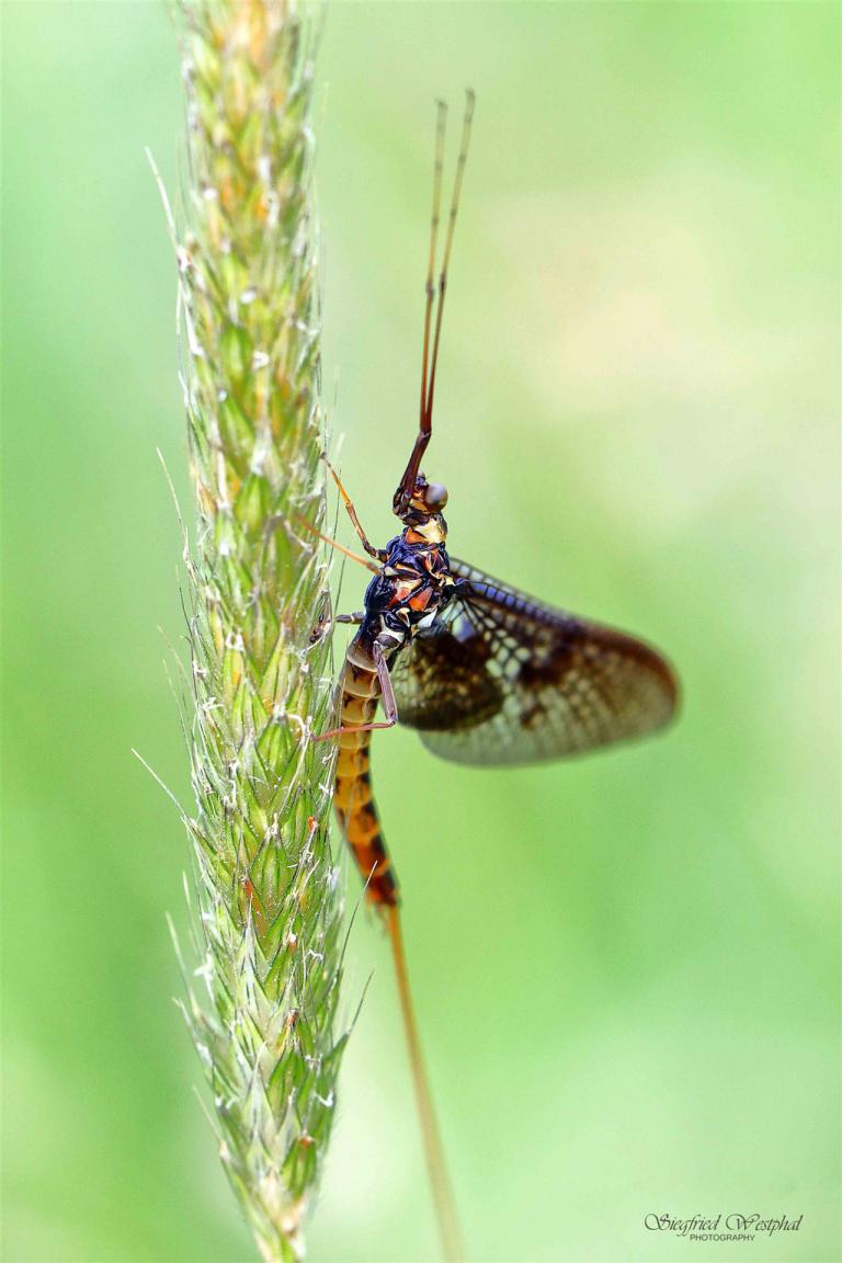 15. Eintagsfliege, 6 mm Acrylglas | 60 x 90 cm | 235,- €