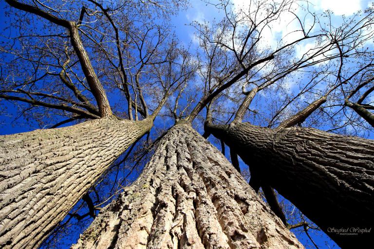 17. Blick nach oben, 6 mm Acrylglas | 60 x 90 cm | 235,- €