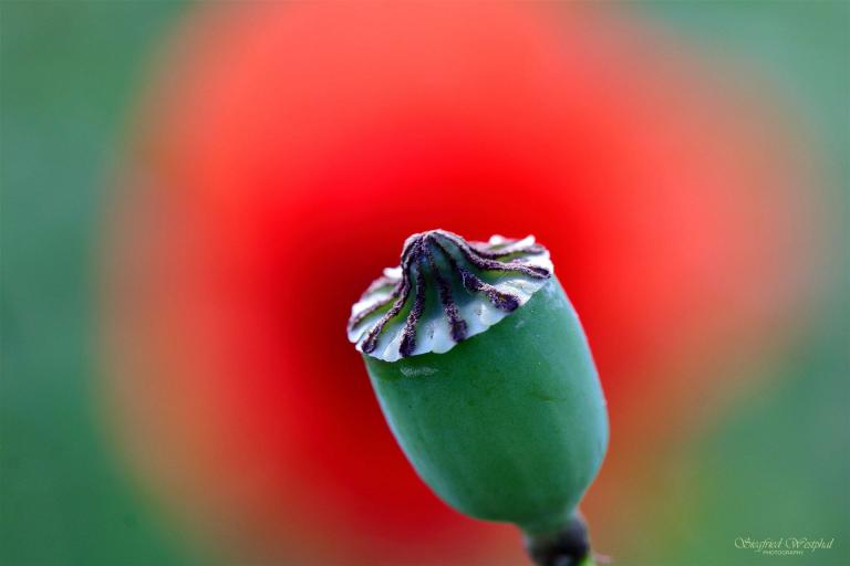 18. Mohnkapsel, 3 mm Acrylglas vor Alu-Dibond | 90 x 60 cm | 235,- €