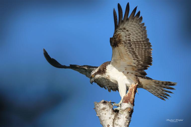 19. Fischadler Landung, 3 mm Acrylglas vor Alu-Dibond | 60 x 40 cm | 145,- €