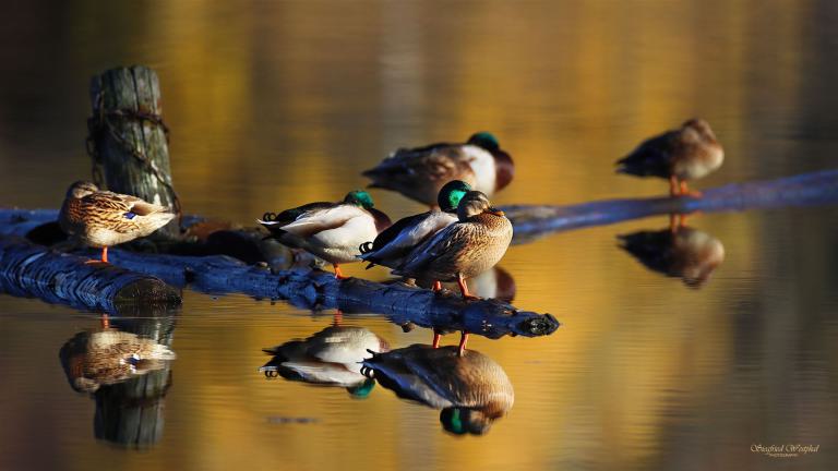 2. Enten im Herbst, 3 mm Acrylglas vor Alu-Dibond | 80 x 45 cm | 195,- €