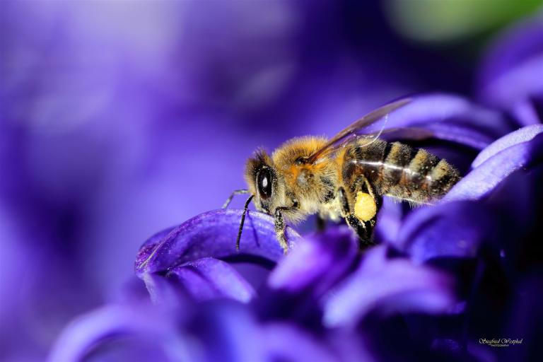 20. Biene auf Hyazinthe II, 6 mm Acrylglas | 90 x 60 cm | 235,- €