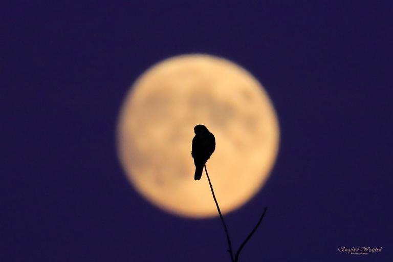 22. Falke im Mond, 5 mm Acrylglas | 60 x 40 cm | 145,- €