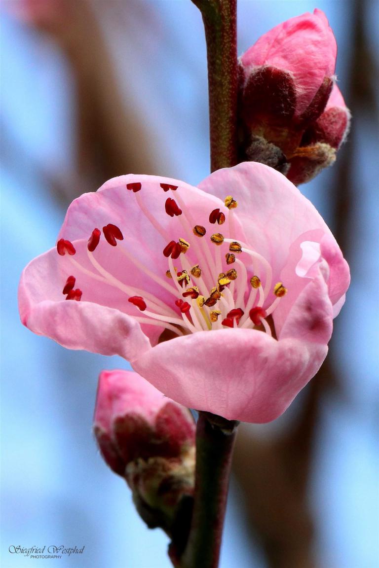 23. Pfirsichblüte, 5 mm Acrylglas | 40 x 60 cm | 145,- €