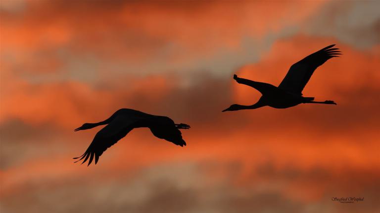 24. Kraniche im Morgenrot | 3 mm Acrylglas vor Alu-Dibond | 64 x 36 cm | 145,- €