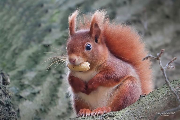 27. Eichhörnchen mit Eichel, 5 mm Acrylglas | 60 x 40 cm | 145,- €