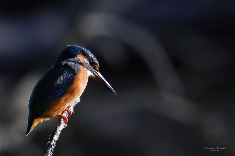 29. Eisvogel 3, 3 mm Acrylglas vor Alu-Dibond | 60 x 40 cm | 145,- €