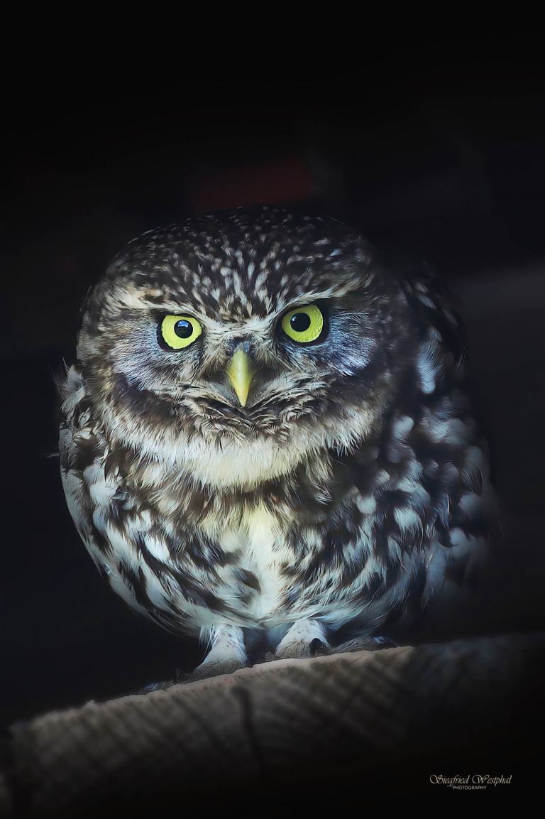 30. Steinkauz 2 | 3 mm Acrylglas vor Alu-Dibond | 40 x 60 cm | 145,- €