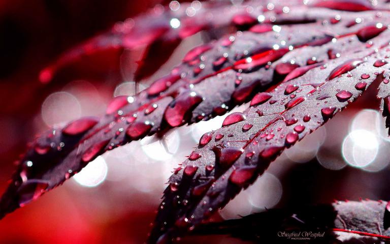 32. Nach dem Regen, 5mm Acrylglas, 64x40 cm, 155,- €