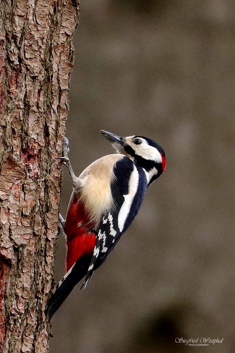 33. Buntspecht, 5 mm Acrylglas | 40 x 60 cm | 145,- €