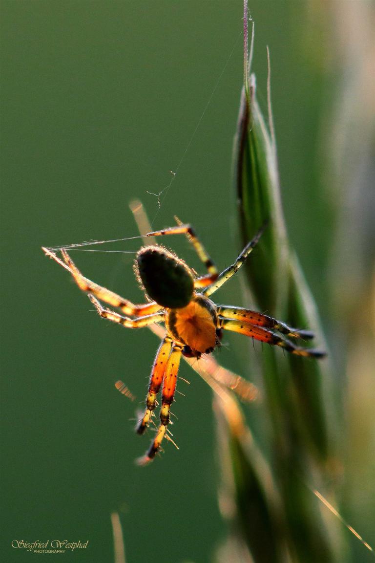 34. Spinne im Abendlicht, 5 mm Acrylglas | 40 x 60 cm | 145,- €