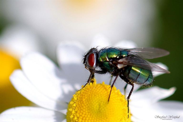 35. Fliege auf Kamillenblüte, 5 mm Acrylglas | 60 x 40 cm | 145,- €