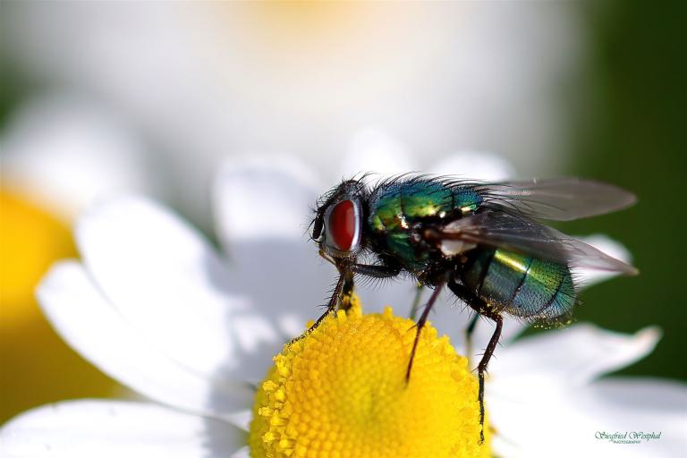 35. Fliege auf Kamillenblüte, 3 mm Acrylglas vor Alu-Dibond | 60 x 40 cm | 145,- €