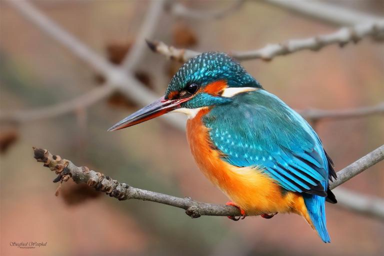 36. Eisvogel 1, 3 mm Acrylglas vor Alu-Dibond | 60 x 40 cm | 145,- €