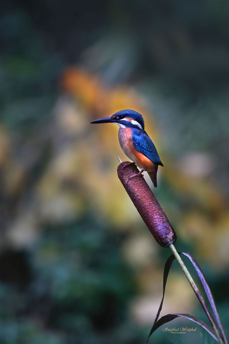 37. Eisvogel auf Pompesel, 3 mm Acrylglas vor Alu-Dibond | 40 x 60 cm | 145,- €
