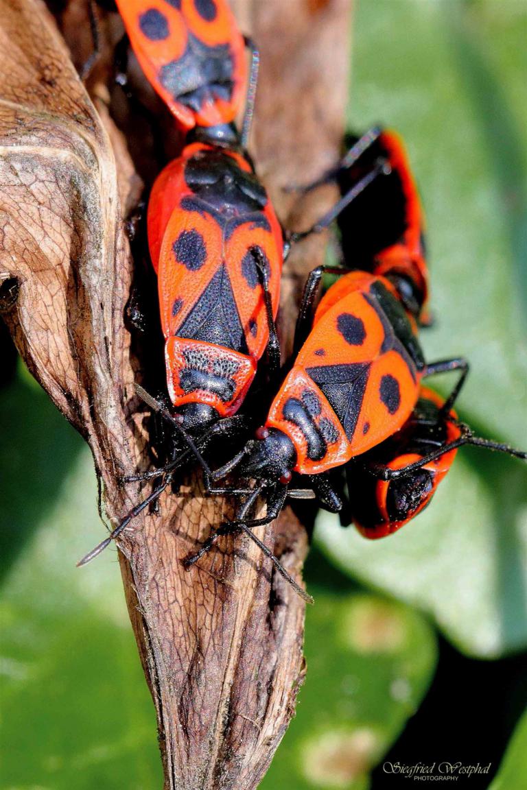 39. Feuerwanzen, 5 mm Acrylglas | 40 x 60 cm | 145,- €