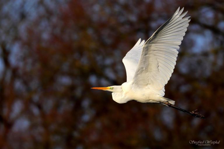 40. Silberreiher, 5 mm Acrylglas | 60 x 40 cm | 145,- €