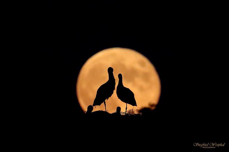 41. Störche im Mond, 5 mm Acrylglas | 60 x 40 cm | 145,- €