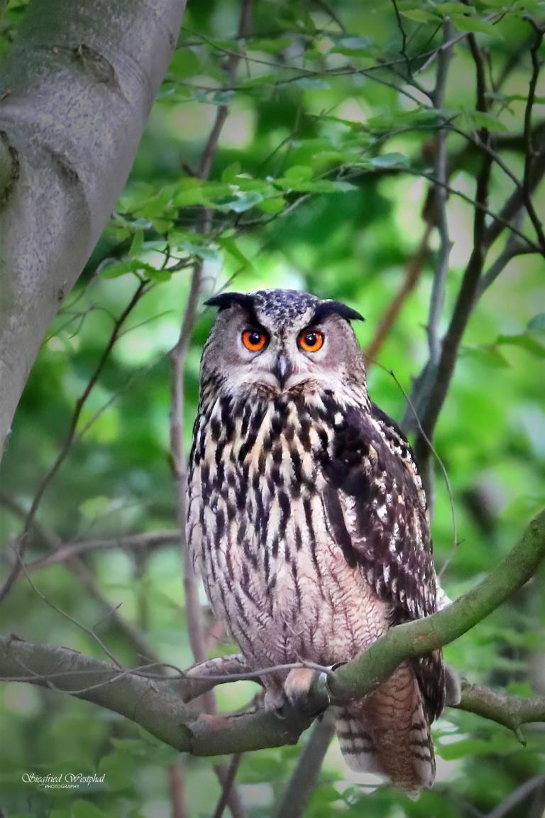 44. Uhu, 5 mm Acrylglas | 40 x 60 cm | 145,- €