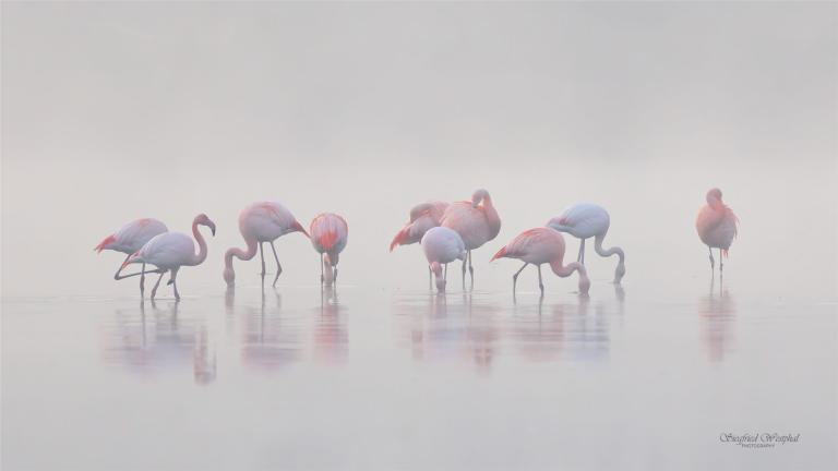 46. Flamingos im Morgennebel, 3 mm Acrylglas vor Alu-Dibond | 80 x 45 cm | 195,- €