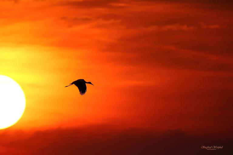 47. Jungstorch im Abendrot, 3 mm Acrylglas vor Alu-Dibond | 60 x 40 cm | 145,- €