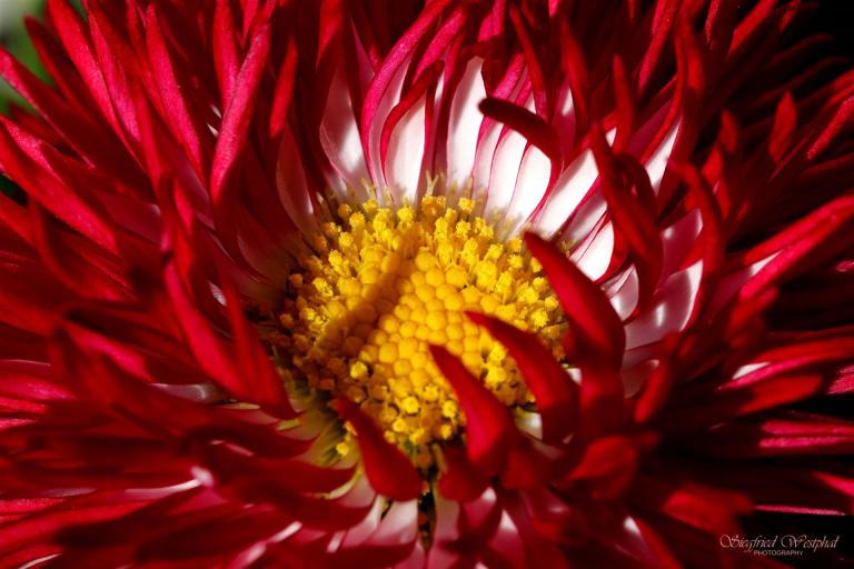 49. Blütenzauber, 5 mm Acrylglas | 60 x 40 cm | 145,- €