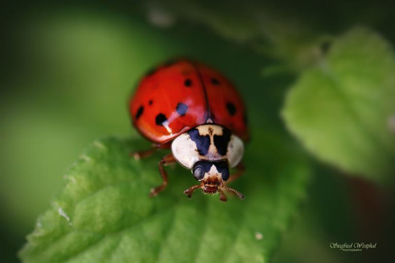 50. Marienkäfer, 5 mm Acrylglas | 60 x 40 cm | 145,- €