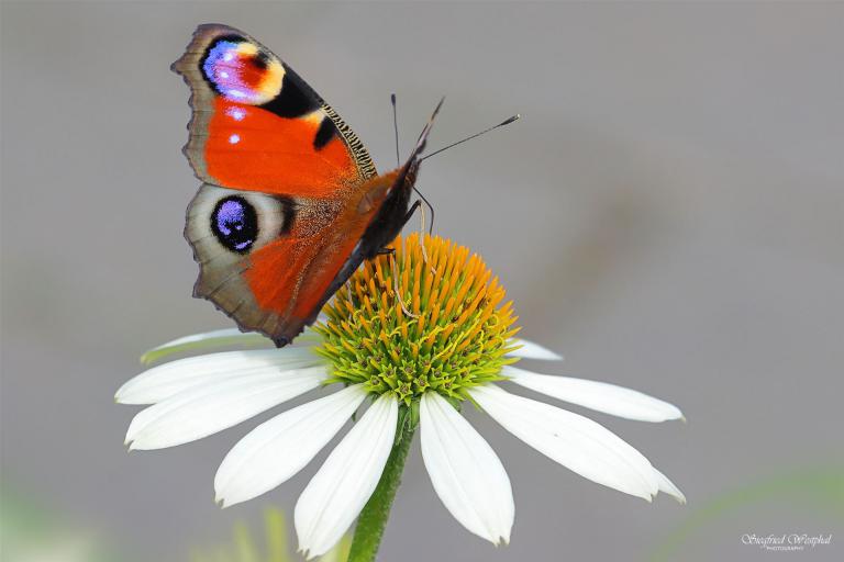 51 Tagpfauenauge, 3mm Acrylglas vor Alu-Dibond, 60 x 40 cm | 145,- €