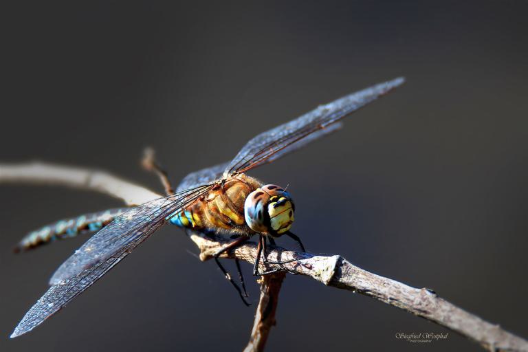 53. Libelle, 5 mm Acrylglas | 60 x 40 cm | 145,- €