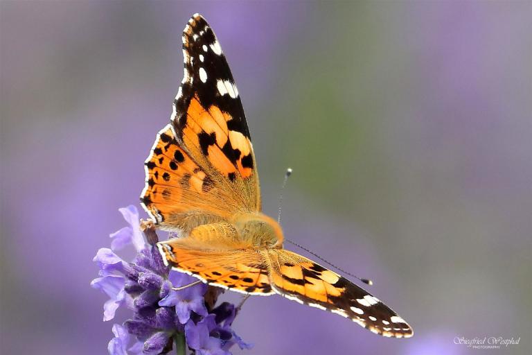 54. Distelfalter geöffnet, 5 mm Acrylglas | 60 x 40 cm | 145,- €