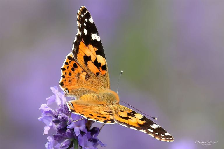 54. Distelfalter geöffnet, 5 mm Acrylglas | 60 x 40 cm | 145,- €