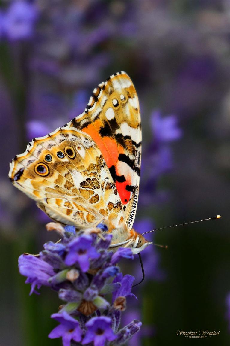 55. Distelfalter geschlossen, 5 mm Acrylglas | 40 x 60 cm | 145,- €