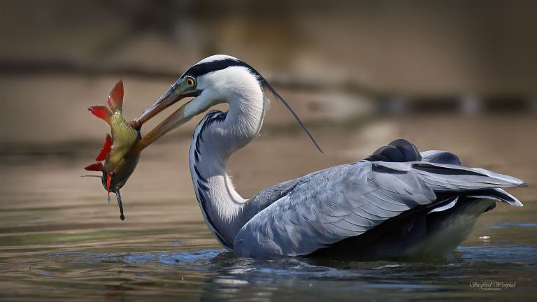 56. Graureiher mit Rotfeder | 3 mm Acrylglas vor Alu-Dibond | 64 x 36 cm | 145,- €