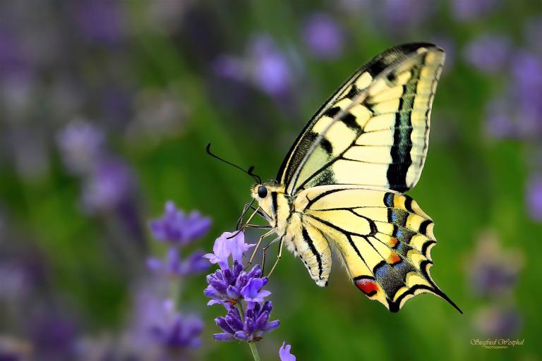 57. Schwalbenschwanz, 5 mm Acrylglas | 60 x 40 cm | 145,- €