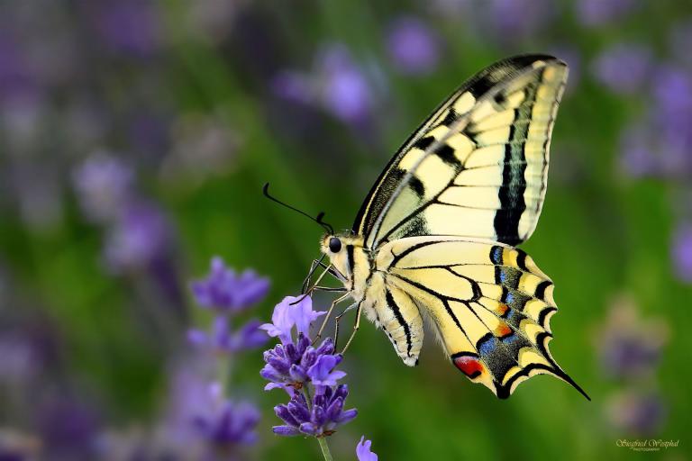 57. Schwalbenschwanz, 5 mm Acrylglas | 60 x 40 cm | 145,- €