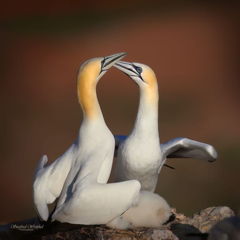 59. Basstölpelpaar 1, 3 mm Acrylglas vor Alu-Dibond | 40 x 40 cm | 135,- €