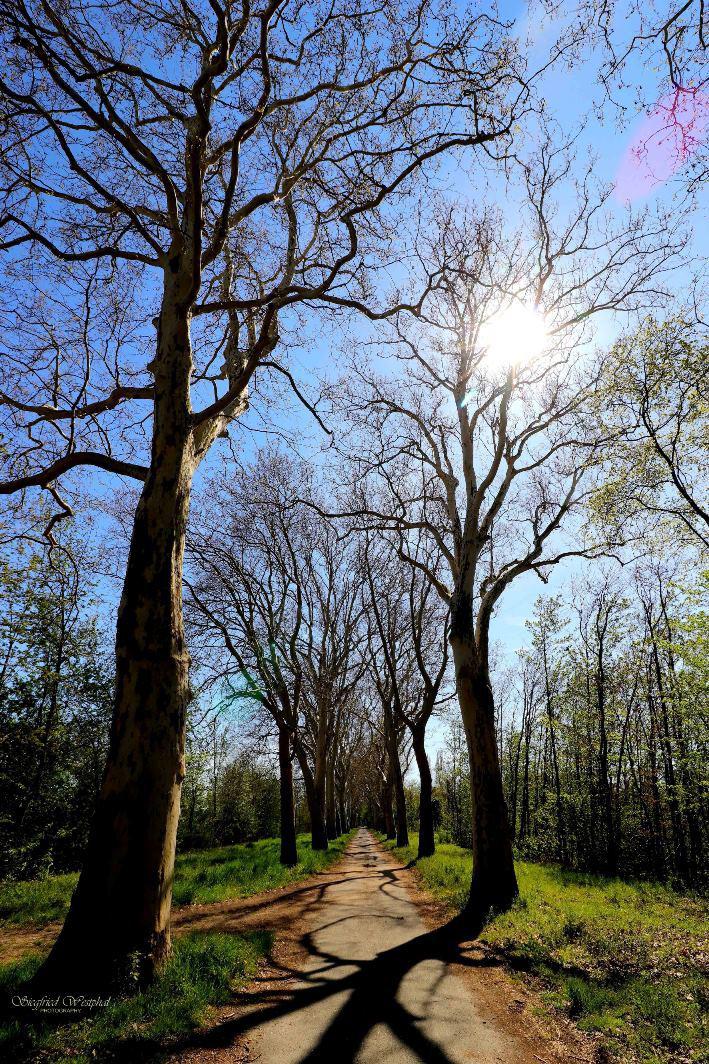 6. Allee im Gegenlicht, 6 mm Acrylglas | 60 x 90 cm | 235,- €