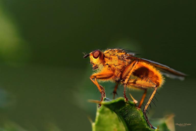 60. Gelbe Dungfliege, 5 mm Acrylglas | 60 x 40 cm | 145,- €