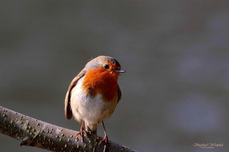 61. Rotkehlchen 1 | 5 mm Acrylglas | 60 x 40 cm | 145,- €