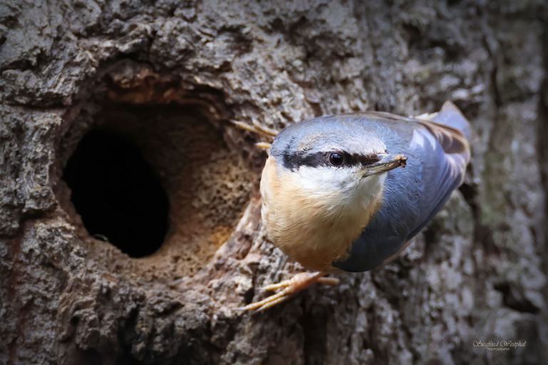 62. Kleiber an Nisthöhle | 3 mm Acrylglas vor Alu-Dibond | 60 x 40 cm | 145,- €