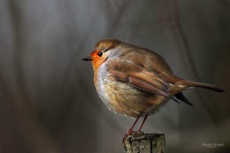 63. Federkugel. 3 mm Acrylglas vor Alu-Dibond | 60 x 40 cm | 145,- €