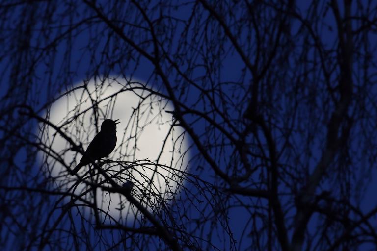 65. Singdrossel vor Vollmond, 5 mm Acrylglas | 60 x 40 cm | 145,- €