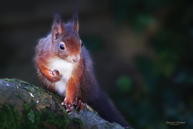 74. Eichhörnchen 4, 3 mm Acrylglas vor Alu-Dibond | 60 x 40 cm | 145,- €