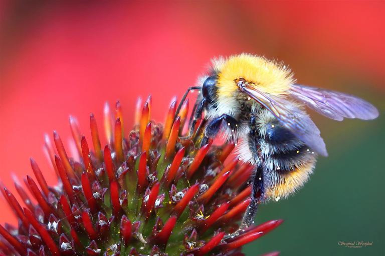 76. Kleine Hummel, 3 mm Acrylglas vor Alu-Dibond | 60 x 40 cm | 145,- €