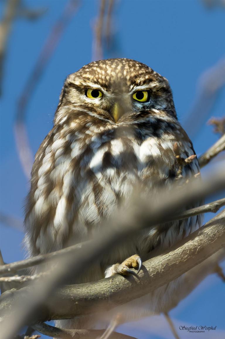 77. Steinkauz, 3 mm Acrylglas vor Alu-Dibond | 40 x 60 cm | 145,- €